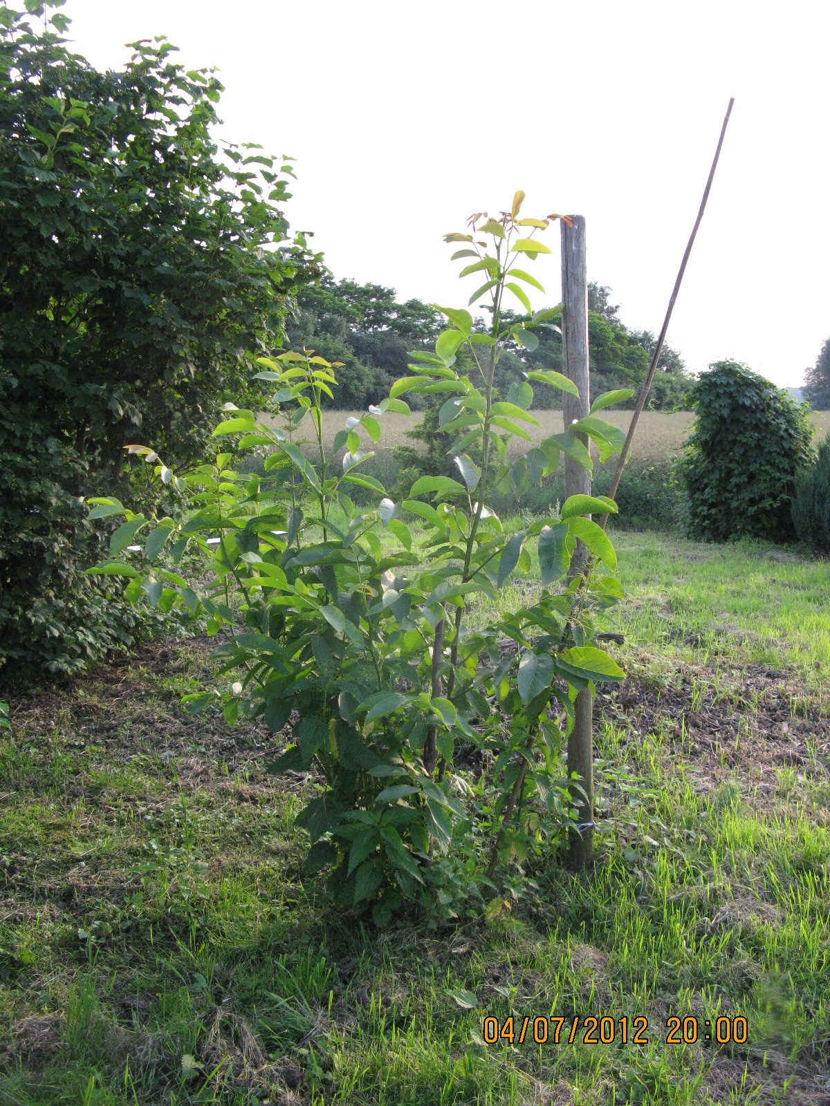 Nussbaumbusch im Jahr 2012